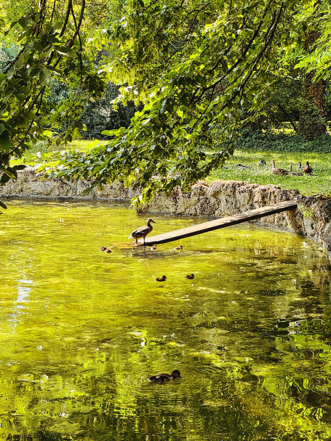 Verschiedene Größen an Entenküken auf dem Teich